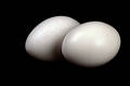 Free Two Eggs Stock Photography - 264192