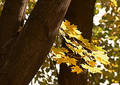 Free Coloured Branch Royalty Free Stock Photo - 264355