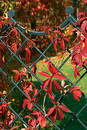 Free Ivy Ldecoration 2 Royalty Free Stock Image - 264696