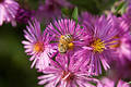 Free Bee Gathering Pollen Royalty Free Stock Images - 265939