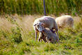 Free Brebie And Lamb Royalty Free Stock Photo - 267835