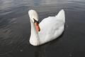Free Swan Royalty Free Stock Photo - 268575