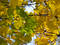 Free Autumn [16] Royalty Free Stock Photos - 261788