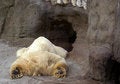 Free Arctic Bear Stock Images - 2604034