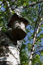 Free Nesting Box Stock Images - 2605044