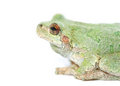 Free Frog Macro Profile Royalty Free Stock Photo - 2607145