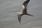 Free Brown Bird Of Prey Stock Photography - 2603772