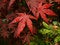 Free Asian Red Leaf Maple Tree Stock Images - 2606404