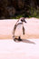 Free Humboldt Penguin Stock Images - 2607204