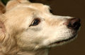 Free Birch S Portrait Royalty Free Stock Photos - 2611198