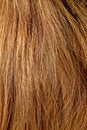 Free Natural Blonde Stock Image - 2613201