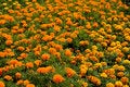 Free Endless Field Of Flowers Stock Images - 2613634