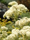 Free Spring Fluff Stock Images - 2615224