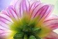 Free Backlit Zinnia Stock Image - 2615501