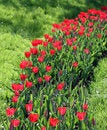 Free Tulips Stock Photography - 2618192