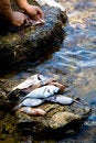 Free Cleaning Fish Royalty Free Stock Image - 2618656
