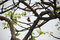 Free Robin Bird Royalty Free Stock Photo - 2613315