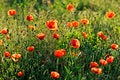Free Red Poppy Royalty Free Stock Photo - 26197985