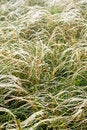 Free Feather Grass In Wind Royalty Free Stock Photography - 26198077