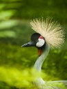 Free Exotic Bird Royalty Free Stock Photo - 2621165