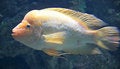 Free Thick Lips Perch 1 Royalty Free Stock Images - 2621209