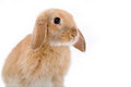 Free Brown-white Bunny On The Left Stock Photos - 2624213