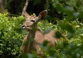 Free African Deer Stock Photos - 2624863