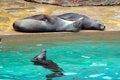 Free Marine Lions Stock Images - 2627454