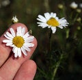 Free Chamomile And Hand Royalty Free Stock Photos - 2627468