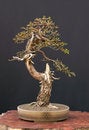 Free European Larch Bonsai Royalty Free Stock Image - 2628216