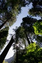 Free Tall Trees In Yosemite Royalty Free Stock Photography - 2629167