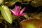 Free Lily Blooming Stock Photos - 2626123