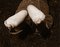 Free Feet Royalty Free Stock Photo - 2626995