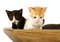 Free Curious Kitties Stock Photography - 2628482