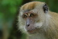 Free Brown Color Monkey Royalty Free Stock Photography - 2630007