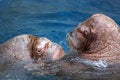 Free Walrus Royalty Free Stock Photography - 2631217