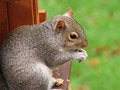 Free A Squirrel Stock Photography - 2632852