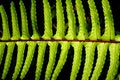 Free Fern Frond Detail Royalty Free Stock Photo - 2635925