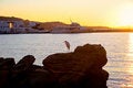 Free Harbor Egret Royalty Free Stock Photos - 2636648