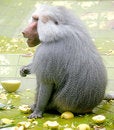 Free Baboon 5 Stock Images - 2638124