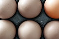 Free Six Chicken Eggs Stock Images - 2638604