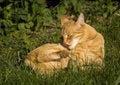 Free Cat Cleaning Its Fur Stock Photo - 2639250