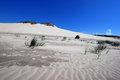 Free Grass On The Desert Stock Image - 2639821