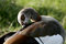 Free Duck Hygiene Stock Images - 2630064