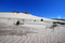 Free Grass On The Desert Stock Image - 2639821