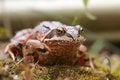 Free English Common Toad Royalty Free Stock Images - 26325119
