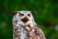 Free Great Horned Owl 9 Stock Images - 2642884