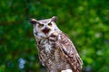 Free Great Horned Owl 11 Stock Photos - 2642903