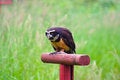 Free Spectacled Owl 2 Royalty Free Stock Photo - 2642955