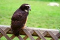 Free Spectacled Owl 4 Royalty Free Stock Images - 2642989